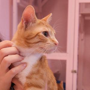 A close-up of an orange tabby cat being petted by a person's hand.