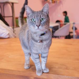 A gray tabby cat with green eyes standing on a wooden surface.