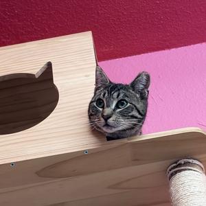Pepper, adult, available for adoption