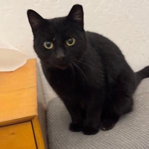 Rain, adult, available for adoption