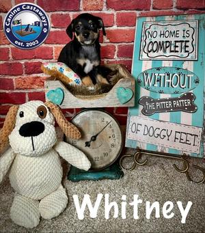 Whitney, Rat Terrier, puppy, available for adoption