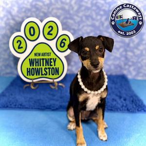 Whitney, Rat Terrier / Miniature Pinscher, puppy, available for adoption