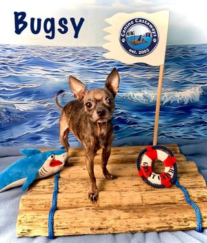 Bugsy, Chihuahua, young, available for adoption