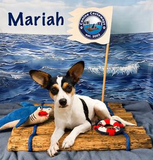 Mariah, Rat Terrier, young, available for adoption