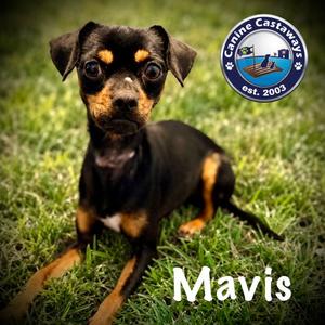 Mavis, Miniature Pinscher / Chihuahua, young, available for adoption