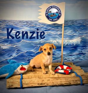 Kenzie, Chihuahua / Dachshund, puppy, available for adoption