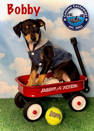 Bobby, Rat Terrier, puppy, available for adoption