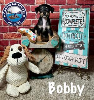 Bobby, Rat Terrier, puppy, available for adoption