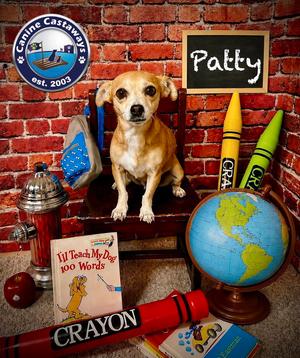 Patty, Chihuahua, adult, available for adoption