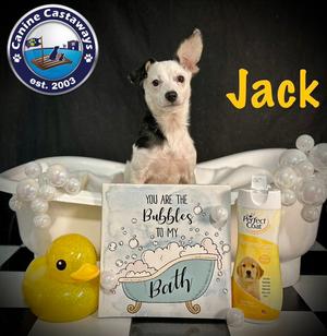 Jack, Toy Fox Terrier / Chihuahua, puppy, available for adoption
