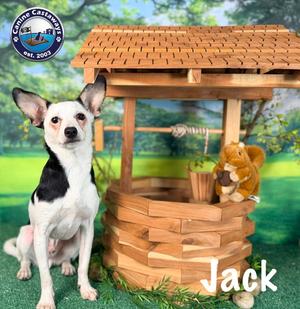 Jack, Toy Fox Terrier / Chihuahua, young, available for adoption
