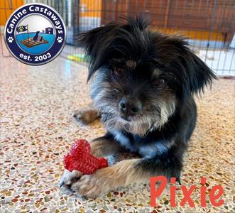 Pixie, Yorkshire Terrier Yorkie / Havanese, young, available for adoption