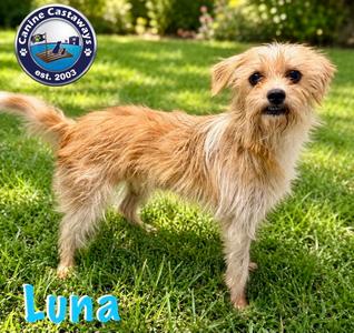 Luna, Norfolk Terrier / Chihuahua, young, available for adoption