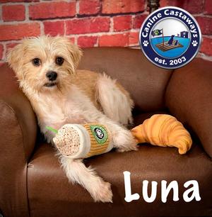 Luna, Norfolk Terrier / Chihuahua, young, available for adoption