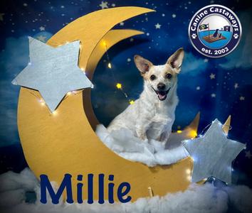 Millie, Chihuahua, adult, available for adoption