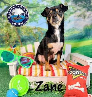 Zane, Chihuahua, adult, available for adoption