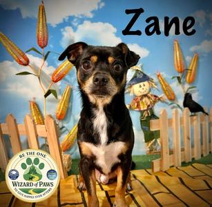 Zane, Chihuahua, adult, available for adoption