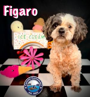 Figaro, Poodle (Miniature) / Shih Tzu, adult, available for adoption