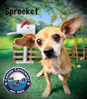Sprocket, Chihuahua, adult, available for adoption