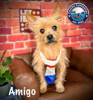 Amigo, Cairn Terrier, senior, available for adoption