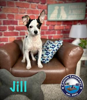 Jill, Toy Fox Terrier / Chihuahua, puppy, available for adoption