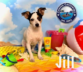 Jill, Toy Fox Terrier / Chihuahua, puppy, available for adoption