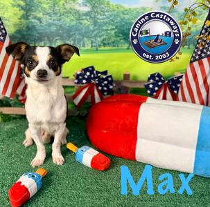 Max, Chihuahua, young, available for adoption
