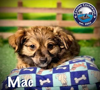 Mac, Chihuahua, puppy, available for adoption