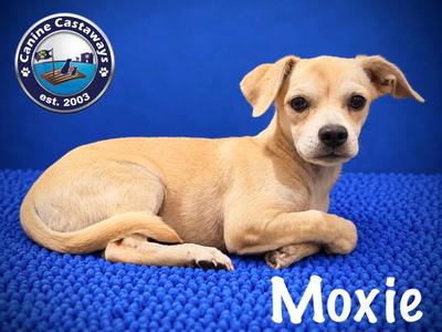 Moxie, Chihuahua / Dachshund, puppy, available for adoption
