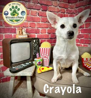 Crayola, Chihuahua / Terrier, adult, available for adoption