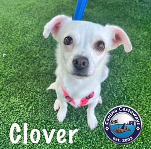 Clover, Chihuahua, young, available for adoption