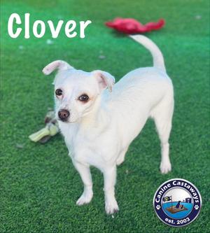 Clover, Chihuahua, young, available for adoption