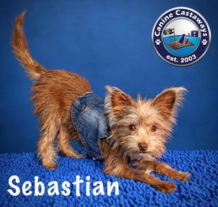 Sebastian, Yorkshire Terrier Yorkie / Chihuahua, puppy, available for adoption