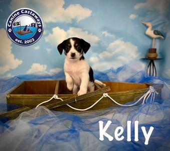 Kelly, Rat Terrier, puppy, available for adoption