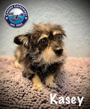 Kasey, Schnauzer / Chihuahua, adult, available for adoption