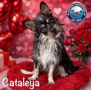 Cataleya, Cairn Terrier / Chihuahua, young, available for adoption