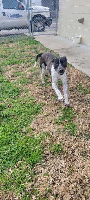 A black and white dog walking on a patchy grassy area with a white van in the background.