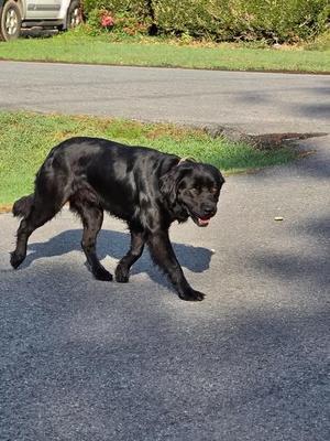 A black dog walking on a paved surface, with its tongue out and tail slightly raised. The background includes a grassy area and a parked car.