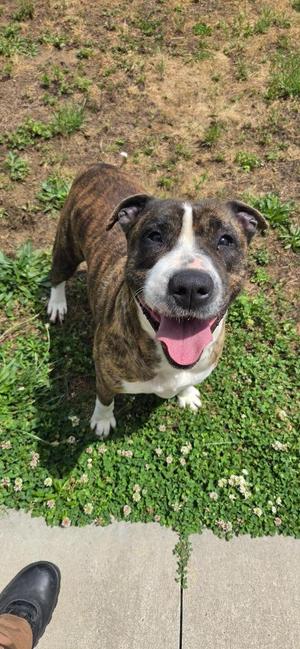 Mabel, Boxer, adult, available for adoption