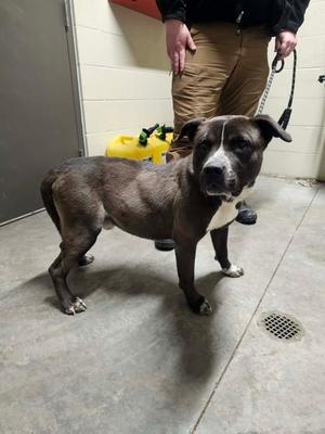 Pepsi, Pit Bull Terrier, young, available for adoption