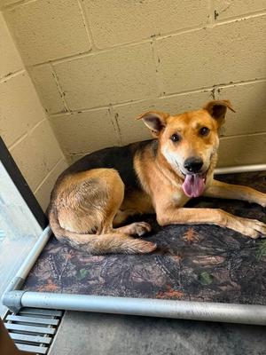 Sam, German Shepherd Dog, young, available for adoption