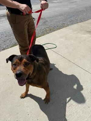 Max, Rottweiler, adult, available for adoption