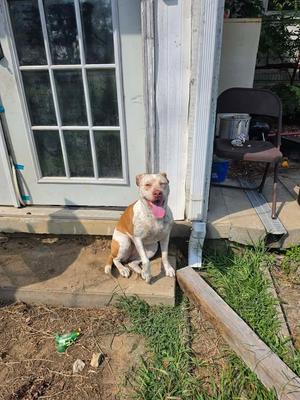 Lilly, Australian Cattle Dog / Blue Heeler, young, available for adoption
