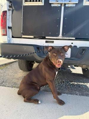 Brownie, Labrador Retriever, young, available for adoption
