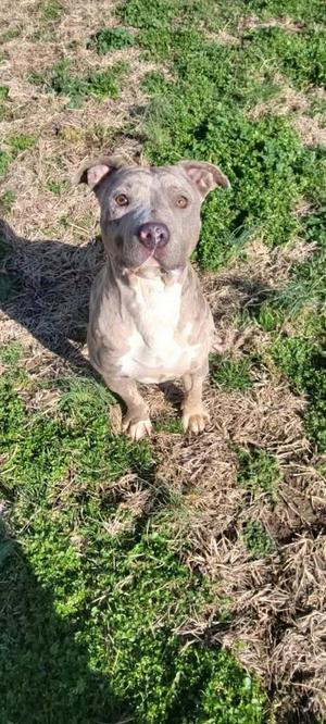 Emma, Catahoula Leopard Dog, young, available for adoption
