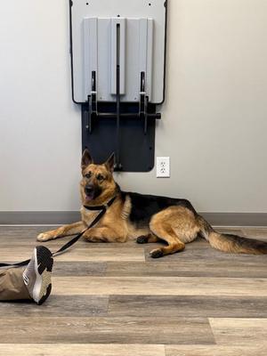 Vader, German Shepherd Dog, young, available for adoption
