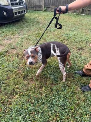 A dog on a leash being held by a person in a grassy yard.