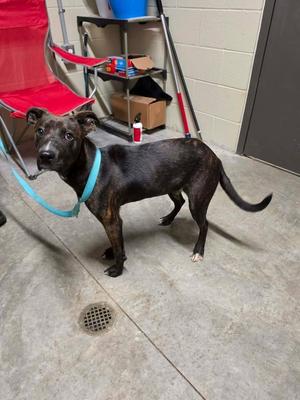 Sally, Hound, young, available for adoption