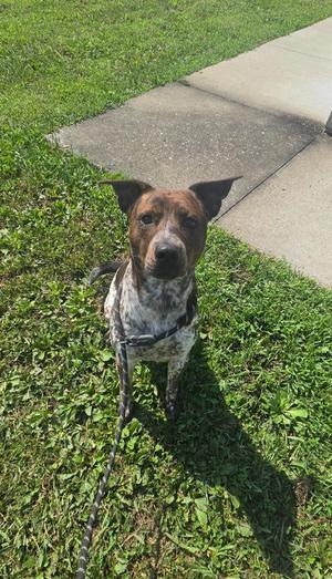Midnight, Australian Cattle Dog / Blue Heeler / Hound, adult, available for adoption