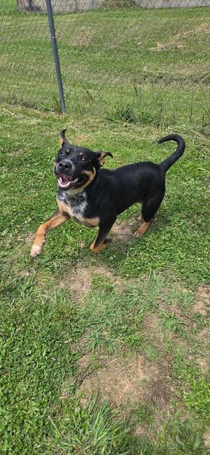A black and brown dog with a happy expression, standing on grass in a fenced yard.